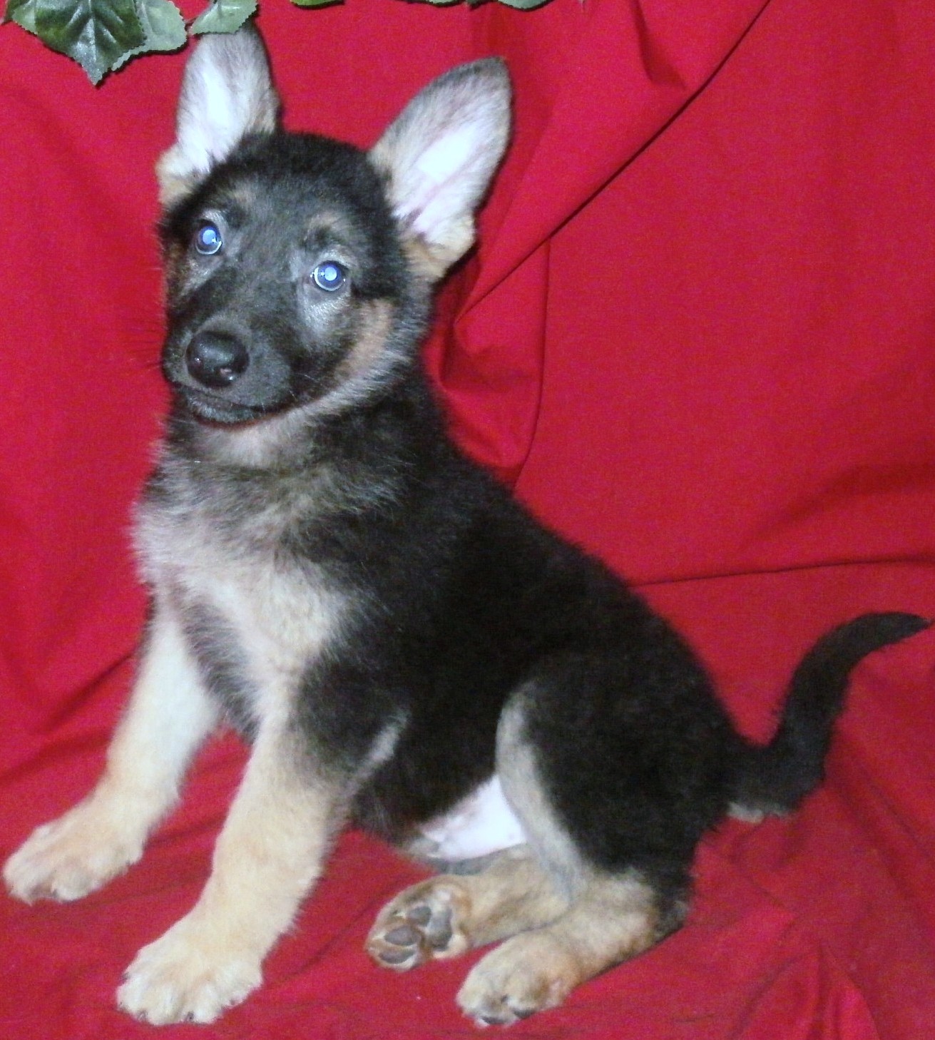 shiloh shepherd new york